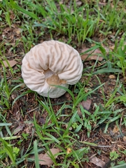 Calvatia lilacina