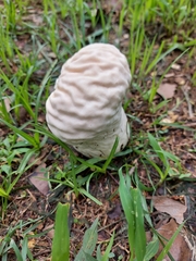 Calvatia lilacina