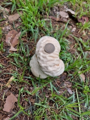 Calvatia lilacina