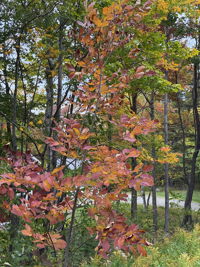 A young white ash turned purple-red and orange in front of woods where maples are going yellow and red.