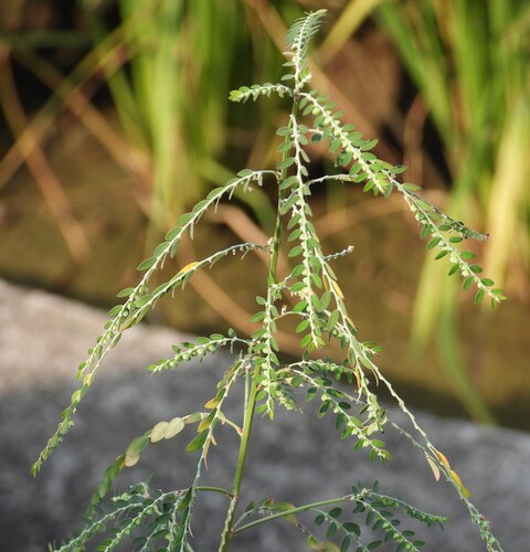 Phyllanthus debilis observed 2026-10-02