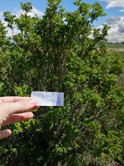 Rosa rugosa