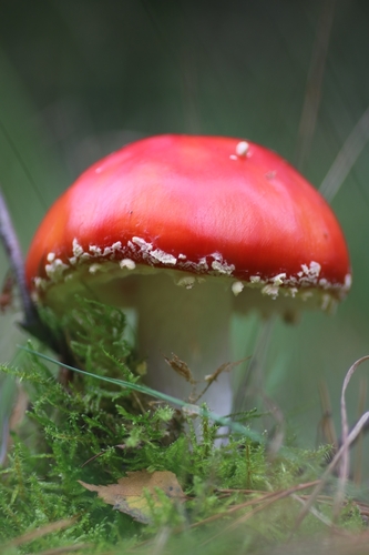 Fly Agaric
