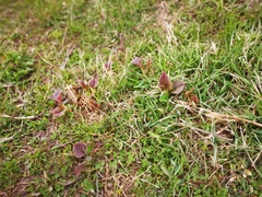 Koenigia weyrichii