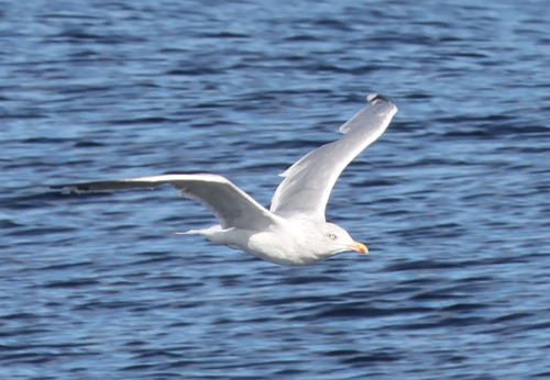 European Herring Gull