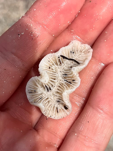 Manicina areolata observed 2026-10-01