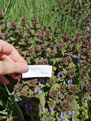 Glechoma hederacea