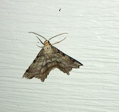 Macaria multilineata