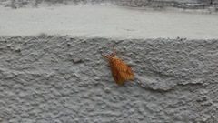 Barsine striata