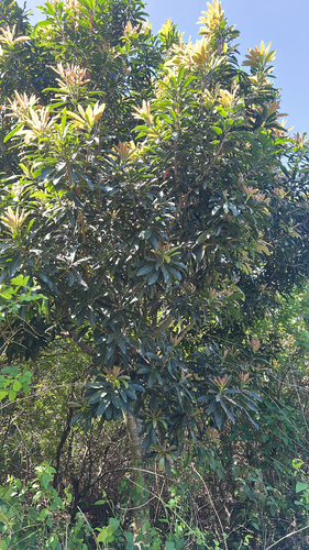 Protorhus longifolia, 2026-10-01