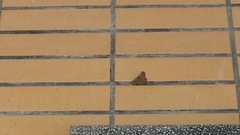 Lepidoptera