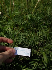 Tanacetum vulgare