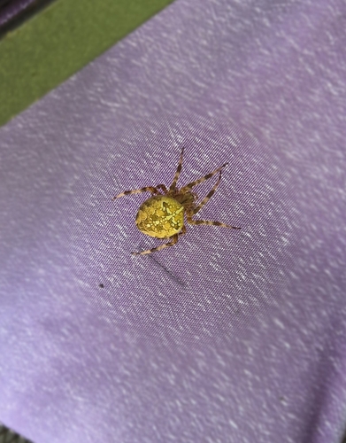 Cross Orbweaver