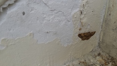 Lepidoptera
