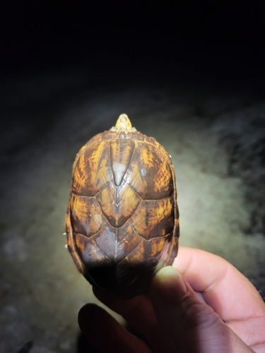 Intermediate Musk Turtle