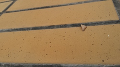 Lepidoptera