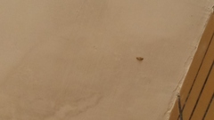 Lepidoptera