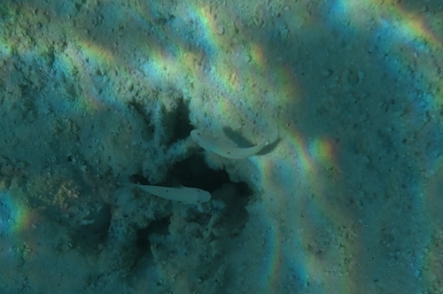 Valenciennea sexguttata observed 2026-10-02