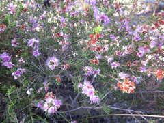 Hypocalymma strictum