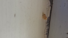 Orvasca subnotata