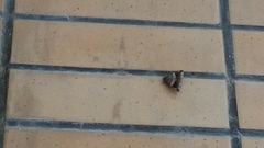 Lepidoptera