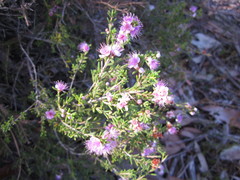 Hypocalymma strictum