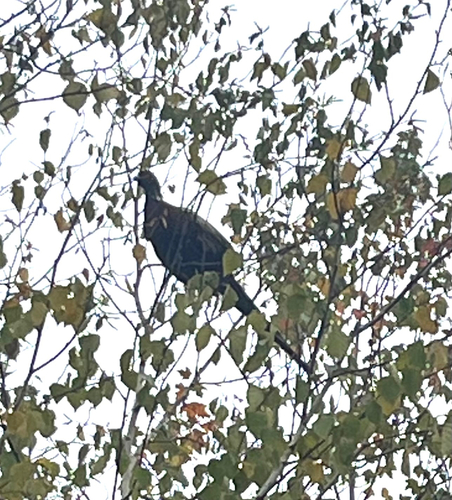 Landfowl