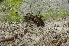 Cylindera paradoxa