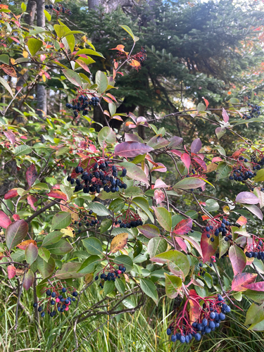 northern wild raisin
