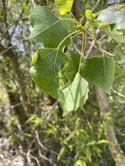 Thecabius populimonilis