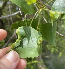 Thecabius populimonilis