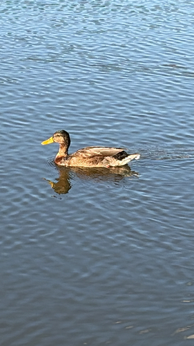 Mallard