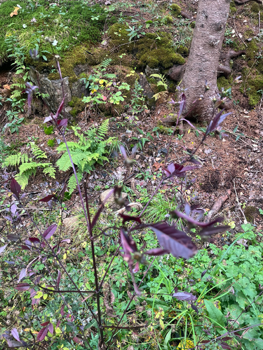 Dicots