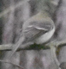 Empidonax difficilis