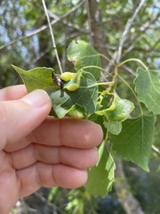 Thecabius populimonilis