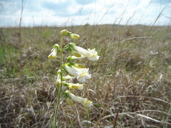 Penstemon oklahomensis