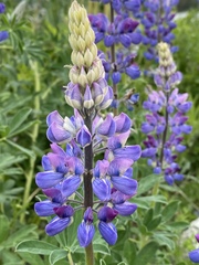 Lupinus nootkatensis