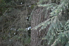 Empidonax difficilis