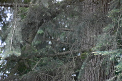 Empidonax difficilis