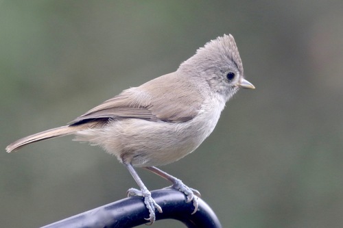 Oak Titmouse