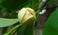 Annona glabra