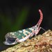 Longan Lanternfly - Photo (c) Alan Kwok / Ada Tai, some rights reserved (CC BY-NC), uploaded by Alan Kwok / Ada Tai