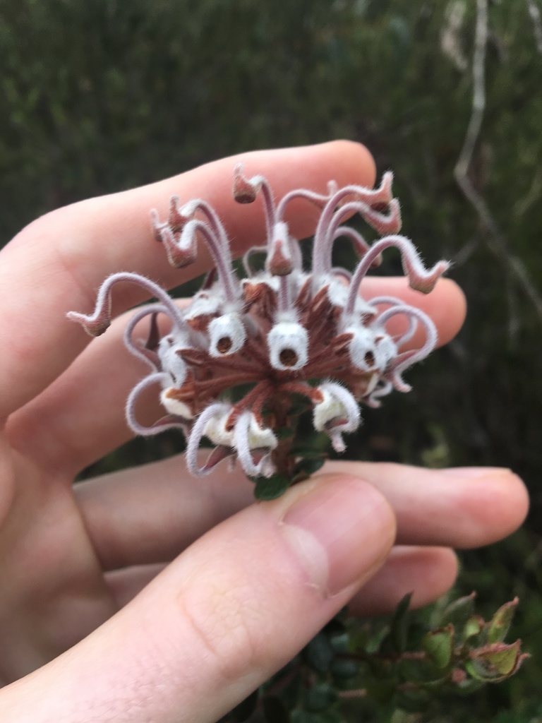 Grevillea buxifolia - Inner West indigenous plant