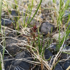 Pedicularis parviflora