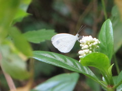 Leptosia alcesta inalcesta