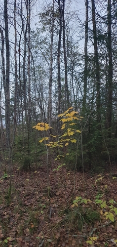 Norway maple