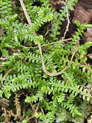 Selaginella helvetica observed 2026-10-02