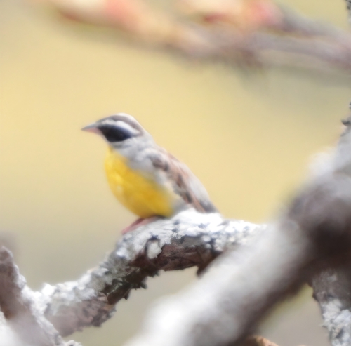 iNaturalist image