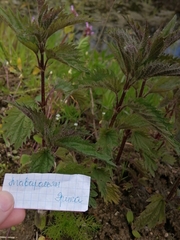Urtica dioica