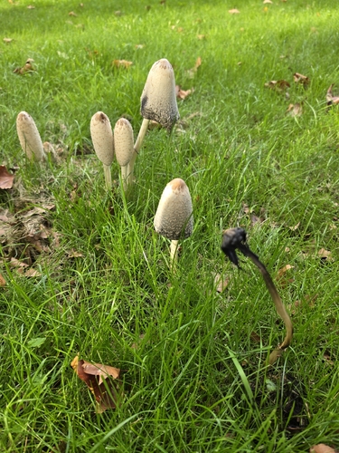 Shaggy Mane